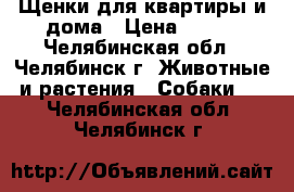 Щенки для квартиры и дома › Цена ­ 100 - Челябинская обл., Челябинск г. Животные и растения » Собаки   . Челябинская обл.,Челябинск г.